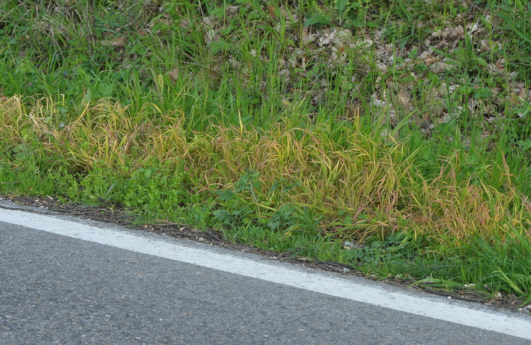 Scempi ambientali di grave danno